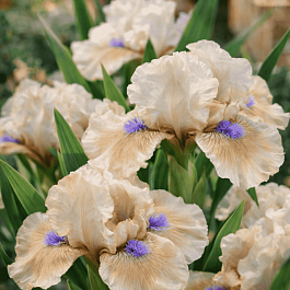 Ирис pum Peach Eyes