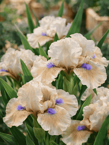 Ирис pum Peach Eyes