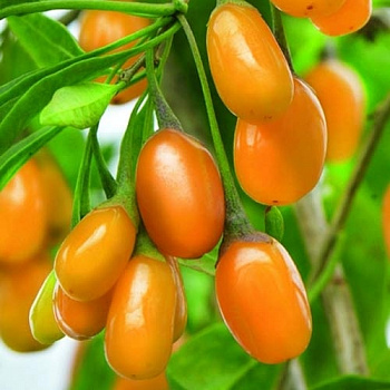 Дереза Amber Sweet Goji