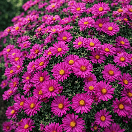 Астра кустарниковая Kassel