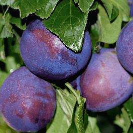 Слива Гармония