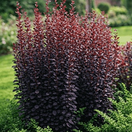 Барбарис Тунберга Helmond Pillar