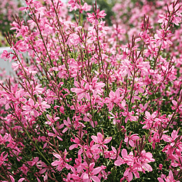 Гаура Линдхеймера