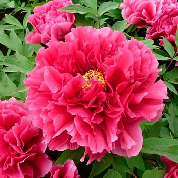 Пион древовидный Нью сан мун