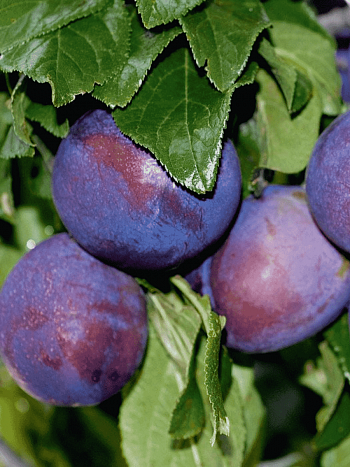 Слива Гармония