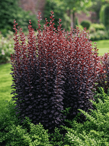 Барбарис Тунберга Helmond Pillar