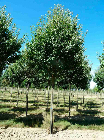 Яблоня Чоноский