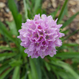 Армерия Ложноармерия Ballerina Purple