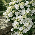 Гортензия пильчатая  Runaway Bride Snow White
