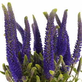 Вероника длиннолистная Пацифик океан