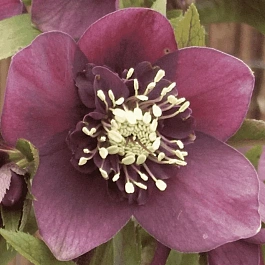 Морозник восточный Pretty Ellen Red