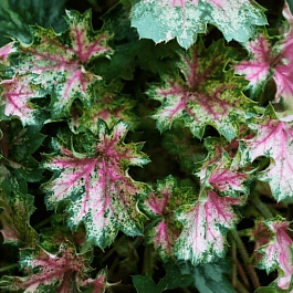 Гейхера Dew Drops