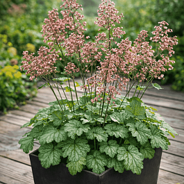 Гейхера Little Cutie Peppermint