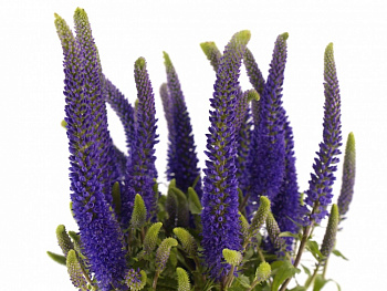 Вероника длиннолистная Пацифик океан