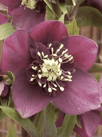 Морозник восточный Pretty Ellen Red