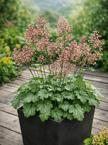 Гейхера Little Cutie Peppermint