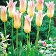 Тюльпан лилиецветный Elegant Lady