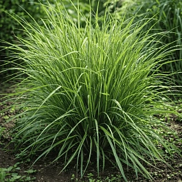 Молиния голубая Carmarthen