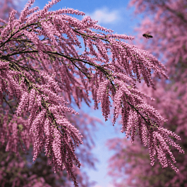 Тамарикс четырехтычинковый