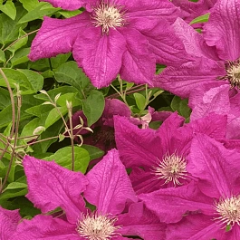 Клематис гибридный Ernest Markham