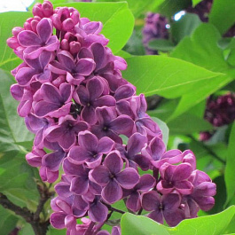 Сирень обыкновенная Маршал Жуков