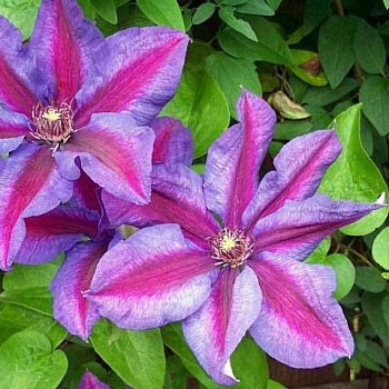 Клематис крупноцветковый Миссис Н. Томпсон