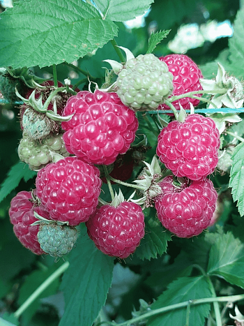 Малина обыкновенная Октавия