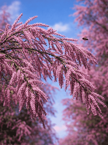 Тамарикс четырехтычинковый