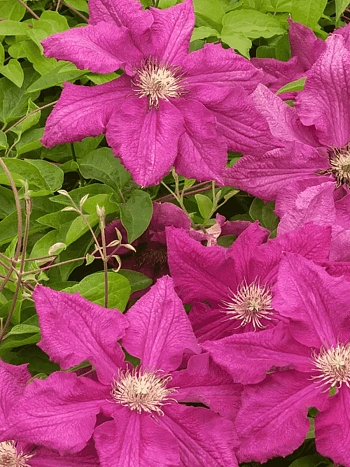 Клематис гибридный Ernest Markham