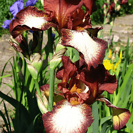 Ирис германский Rimfire