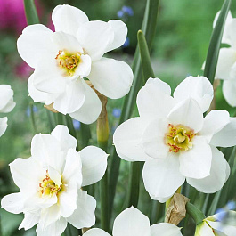 Нарцисс махровый Альбус Пленус Одоратус