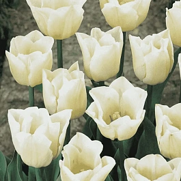 Тюльпан триумф Cheers