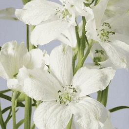 Дельфиниум крупноцветковый Ocean White