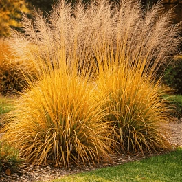 Молиния тростниковая Sky Racer