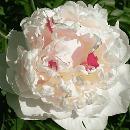 Пион Молочноцветковый Avalanche