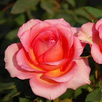 Роза чайно-гибридная Мондиаль