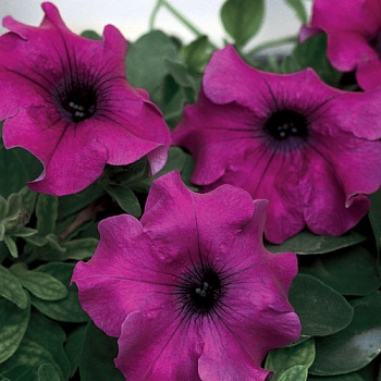 Петуния Surfinia Giant Purple