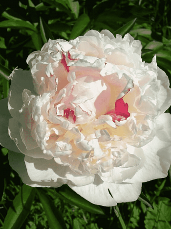 Пион Молочноцветковый Avalanche