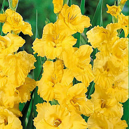 Гладиолус крупноцветковый Голд Филд