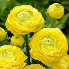 Лютик гибридный Романс Сан-Тропе