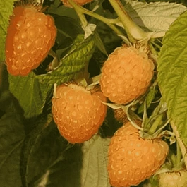 Малина обыкновенная Анна