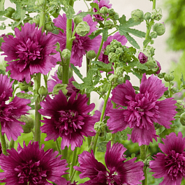 Мальва розовая Spring celebrities Purple