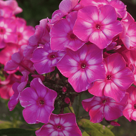 Флокс метельчатый Купчиха