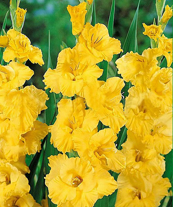 Гладиолус крупноцветковый Голд Филд