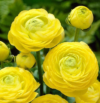 Лютик гибридный Романс Сан-Тропе