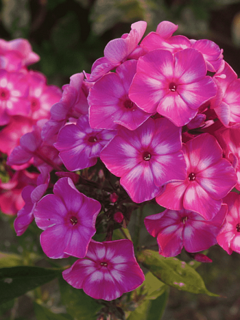 Флокс метельчатый Купчиха