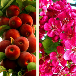 Яблоня колоновидная краснолистная Манящий аромат
