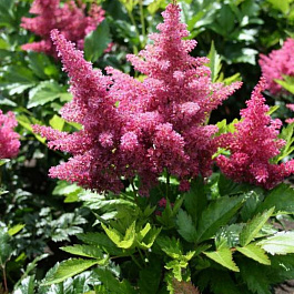 Астильба японская Дюссельдорф