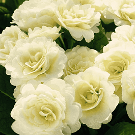 Примула гибридная Vanilla Cream