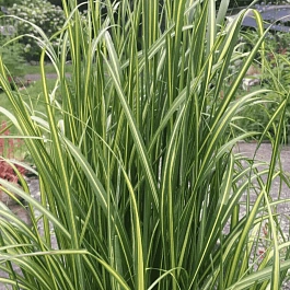 Вейник остроцветковый Eldorado